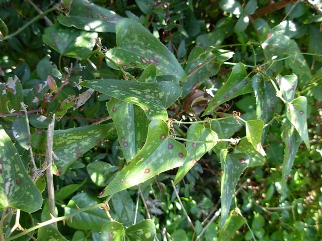 Smilax aspera